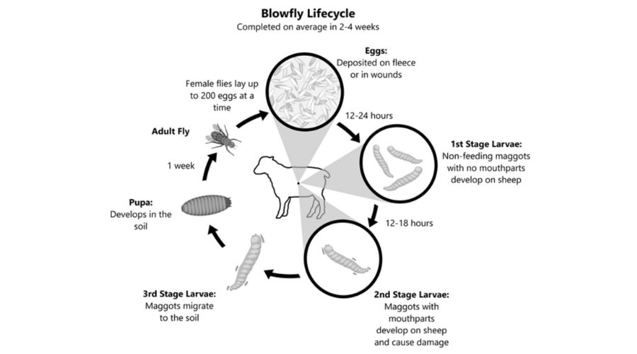 chart showing lifecycle of blowfly