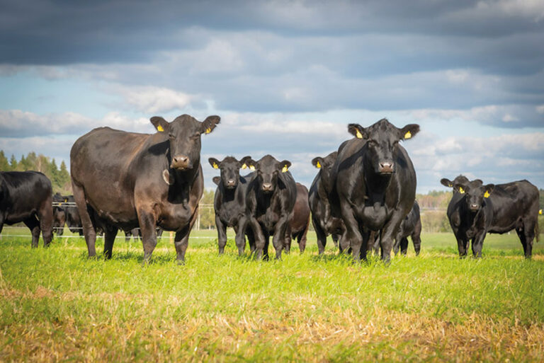 Native Beef Breeds: An Opportunity For Farmers? - Farmers Guide