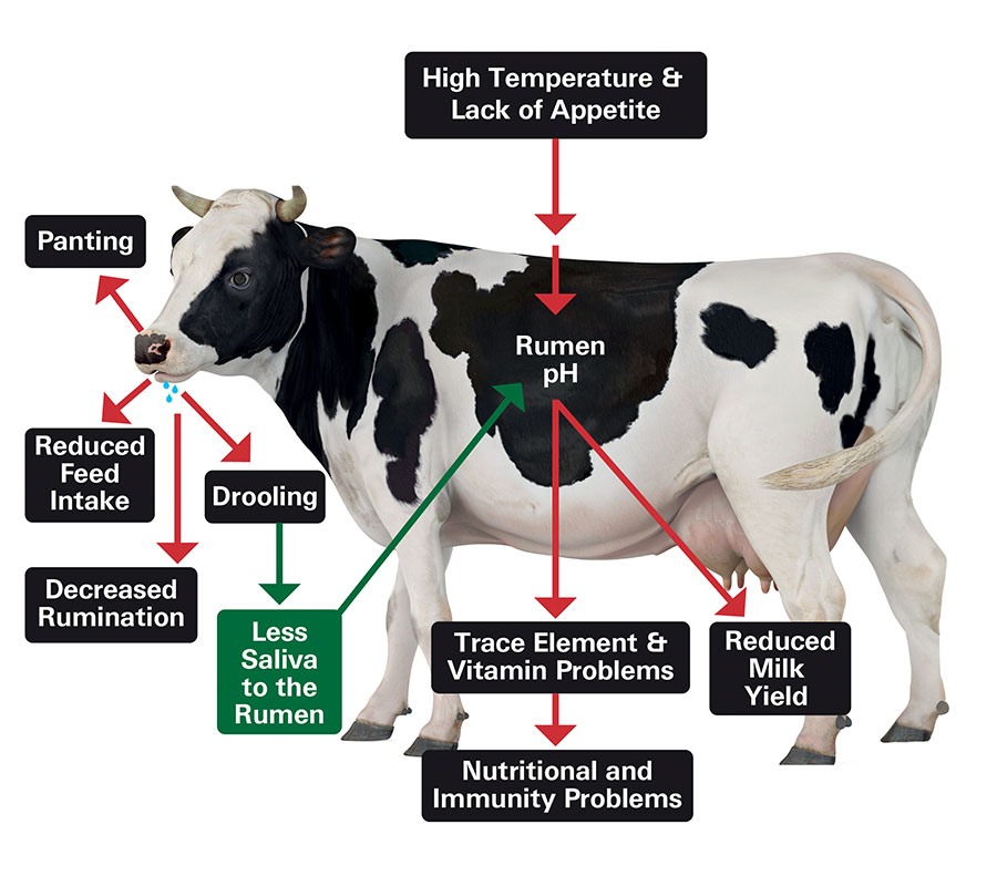 diagram of effects caused by a malfunctioning rumen