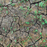 drought ridden soil