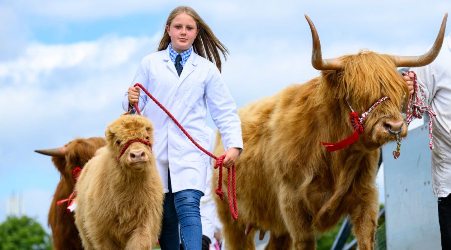 young girl with cows competing in RHS.