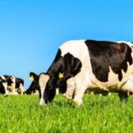 The Regen Dairy Project announced the launch of a free online training course for farmers wanting to start a regenerative dairy journey.