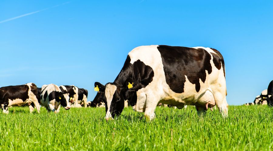 The Regen Dairy Project announced the launch of a free online training course for farmers wanting to start a regenerative dairy journey.