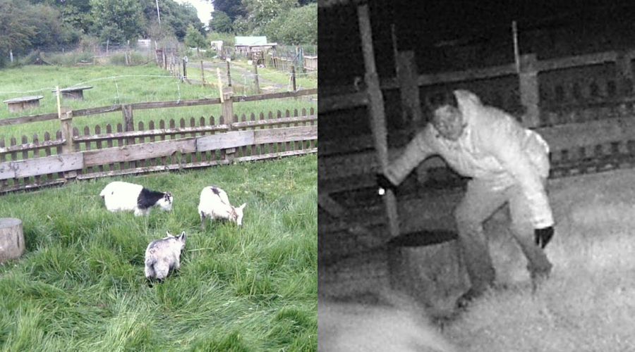 A Hertfordshire farmer, Paul Grey, was left “devastated” after his 11 pygmy goats were stolen from land off Kingfisher Close, Wheathampstead.