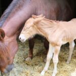 The Food Museum in Stowmarket has just announced the birth of a rare Suffolk Punch horse on the site for the first time in 100 years. 