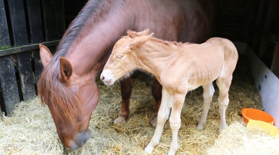 The Food Museum in Stowmarket has just announced the birth of a rare Suffolk Punch horse on the site for the first time in 100 years. 