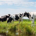 As daytime temperatures across England are set to reach 30ᐤC, RSPCA Assured is offering farmers tips on keeping their animals cool.