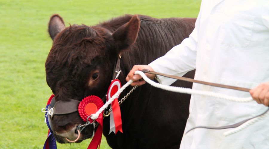 The Wales Veterinary Science Centre (WVSC) is reminding cattle keepers to ensure they meet their BVD testing obligations ahead of this year’s Royal Welsh Show in July.  