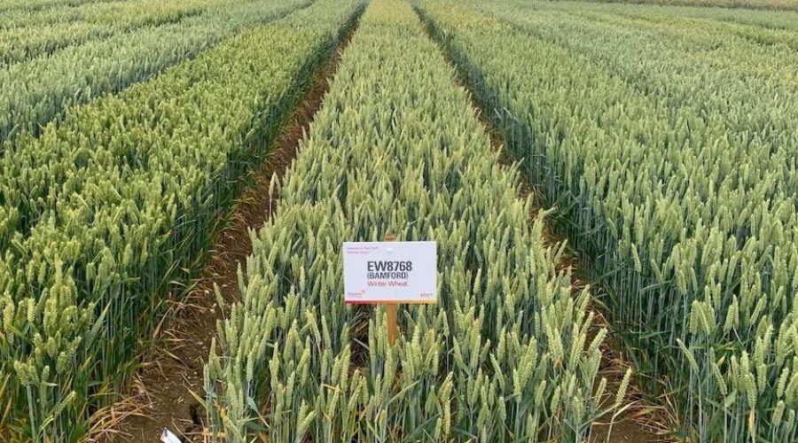 An expert said that without question, Group 3 soft wheat Bamford, one of the most fascinating additions to this year’s winter wheat line-up.