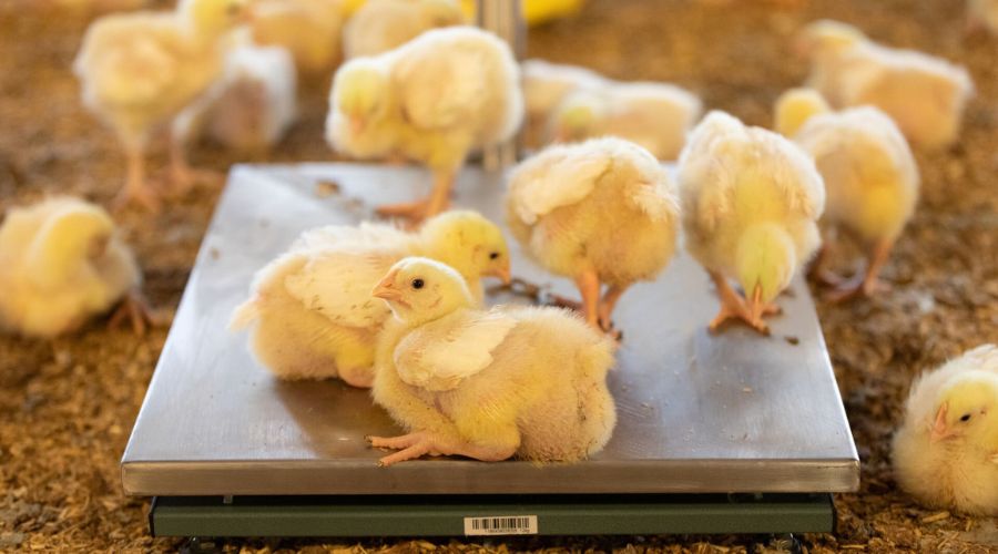 SenseHub Poultry’s insights consultant, Michael McCreesh, said that with extreme weather events are a rising threat to UK poultry farmers.