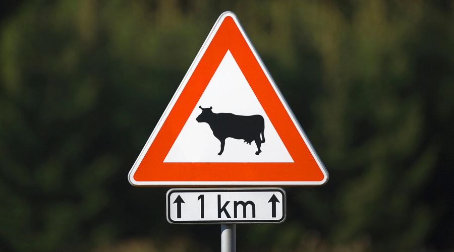 cow warning sign