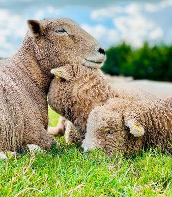 babydoll ewe and lambs