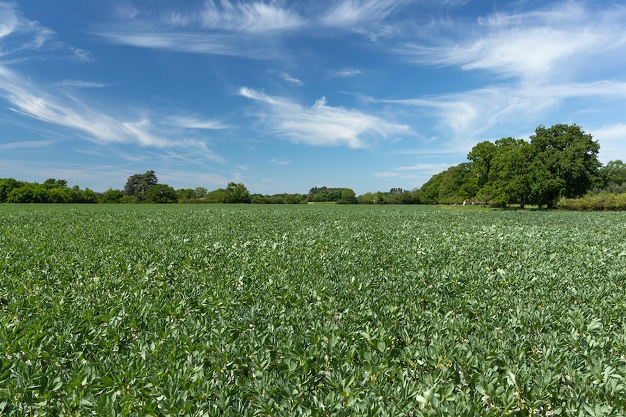 field of pulse crops