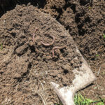 spade digging into soil