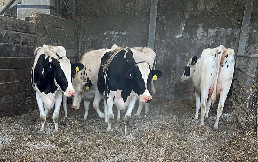 Dairy cows in indoor housing