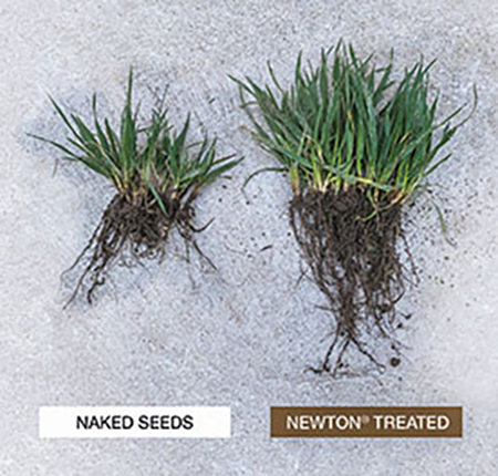 Newton treated seeds