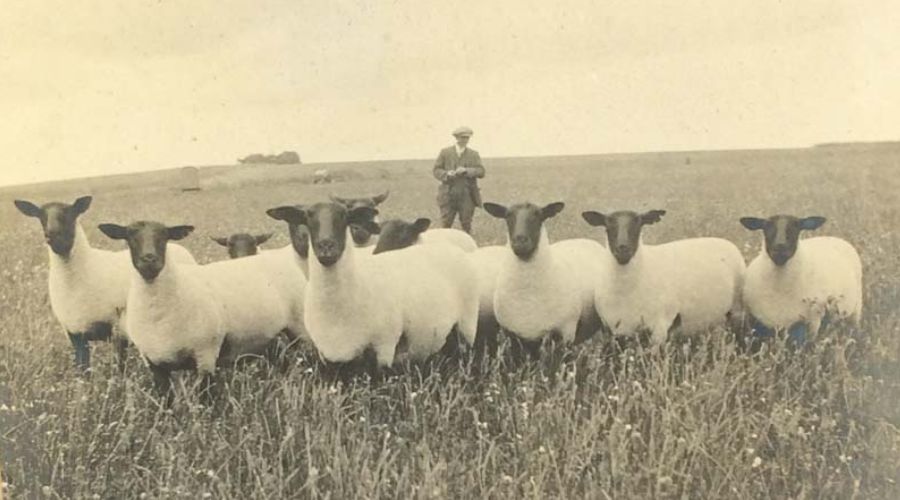 black and white photo of flock of Suffolk sheep with farmer in the background