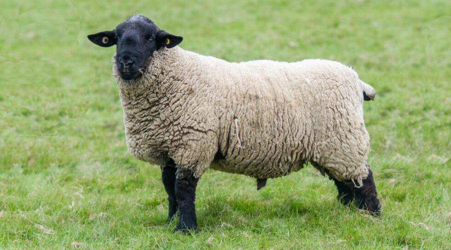 Suffolk sheep in field