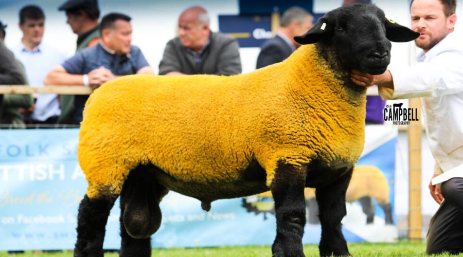 Suffolk ram at Royal Highland Show with handler and judging panel in background.