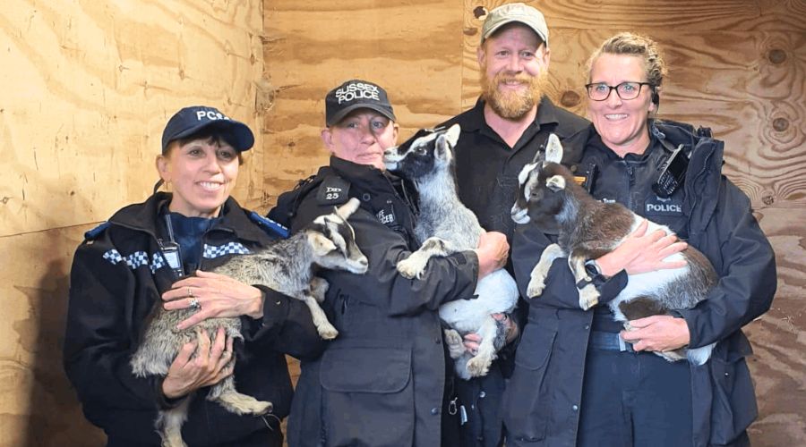 Three baby pygmy goats that were stolen from Honeycomb Farm in Hailsham have been found by The Kit Wilson Trust.