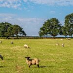 Latest Farmland Index launched by Knight Frank revealed that average value of bare agricultural land in England and Wales reached new record.