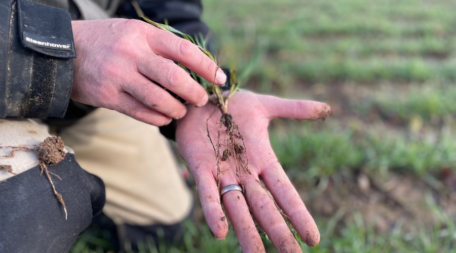 Biostimulant seed treatments can help optimise crop establishment and build growing resilience into your cropping system from day one.