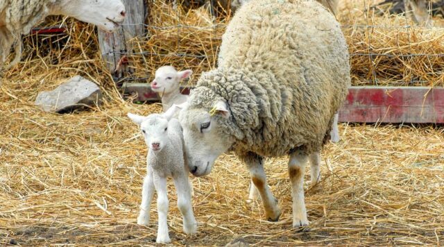 Devon Dairy Farm Finds Answer To Its Mastitis Problem - Farmers Guide