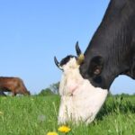 Lidl has committed to invest £1.5 billion into the British beef industry over the next five years by introducing the Sustainable Beef Group.