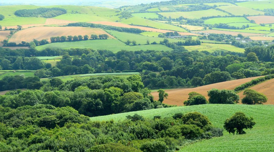 Dorset Council is considering buying a local dairy farm, Middle Farm at Higher Kingcombe, as part of its nature recovery efforts. 