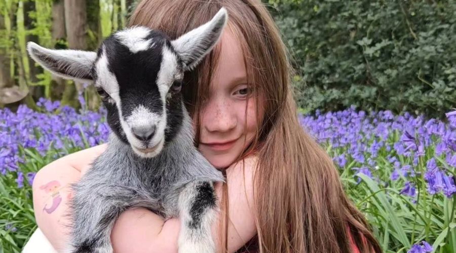 Three baby pygmy goats, Jasmine, Primrose, and Poppy, have been stolen from Honeycomb Farm in Hailsham, in East Sussex. 
