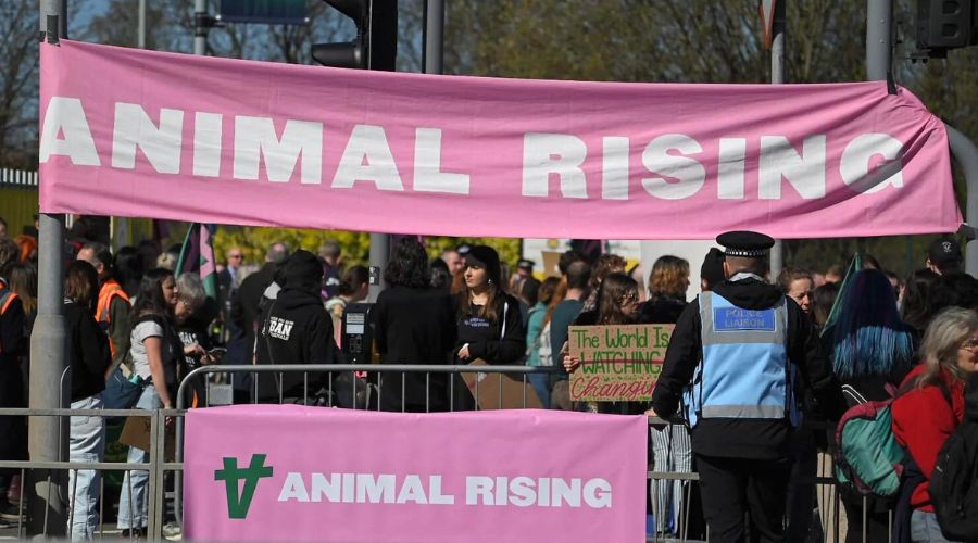 Animal Rising is making a U-turn on its plans to steal more than 100 animals from RSPCA Assured farms, Daily Mail investigation confirmed.