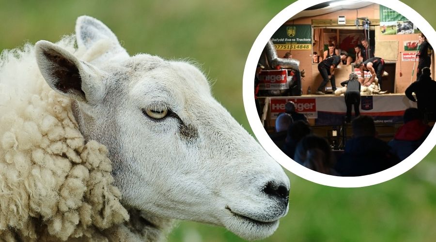 Meirion Evans from Machynlleth in North Wales has set a new British record after successfully shearing 791 sheep across nine hours.