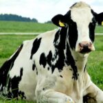 Tesco has announced its partnership with a Cheshire-based Grosvenor Farms to trial a methane-reducing feed supplement for dairy cows. 