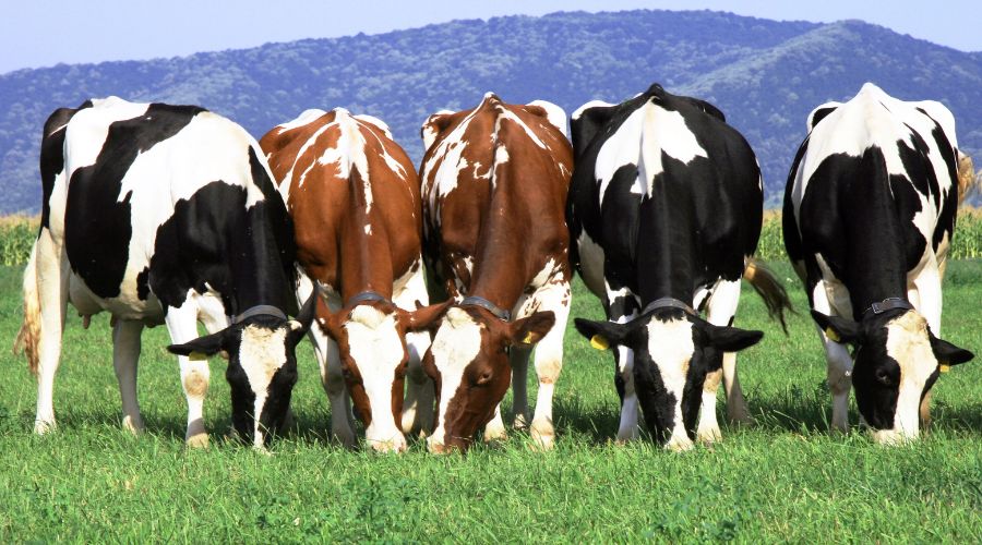 The last 12 months were full of unprecedented challenges for the dairy sector, the latest Kingshay Dairy Costings Focus Report revealed. 