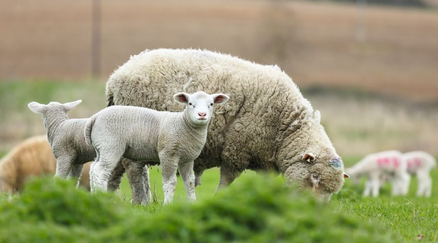 126 sheep, including 80 lambs, have been stolen from a farmland on Owday Lane in Worksop in Nottinghamshire. 