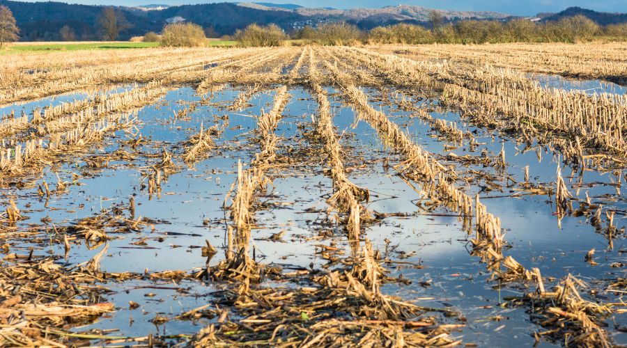 Data from Defra shows the disastrous impact of the wettest 18 months on record on UK vegetable and fruit production. 