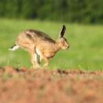 Hampshire Police urges farmers to be extra vigilant for hare coursing activity after incident where farmer was threatened with catapult. 