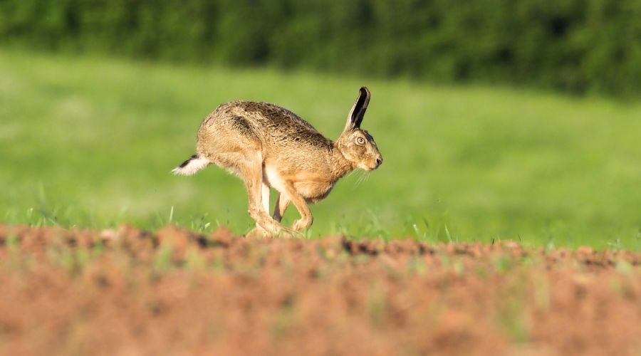 Hampshire Police urges farmers to be extra vigilant for hare coursing activity after incident where farmer was threatened with catapult. 