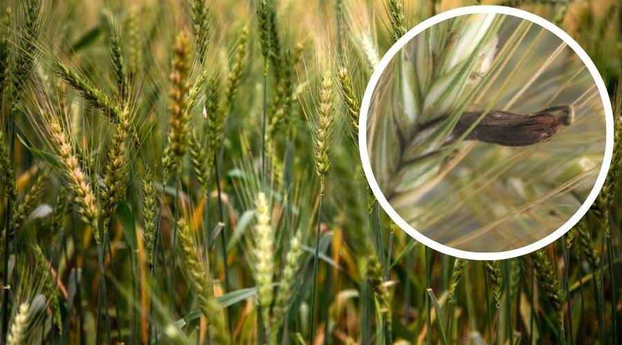 UK livestock farmers have been warned of the potential risk to their animals posed by two types of fungi in grain. 