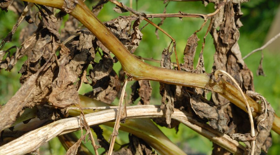 Potato crops have endured long periods of weather conditions highly conducive to blight this season, warns Syngenta expert.