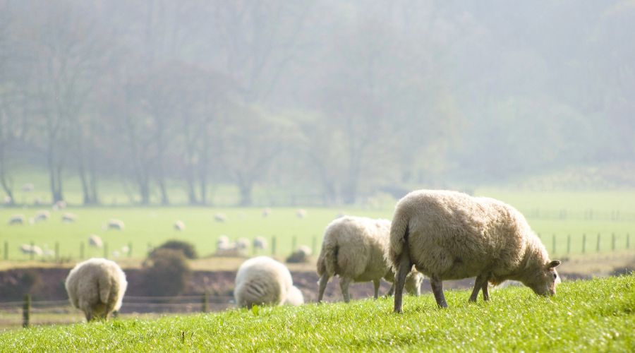 Huw Irranca-Davies MS announced a number of schemes that will be operational in 2025 before the Sustainable Farming Scheme is introduced. 