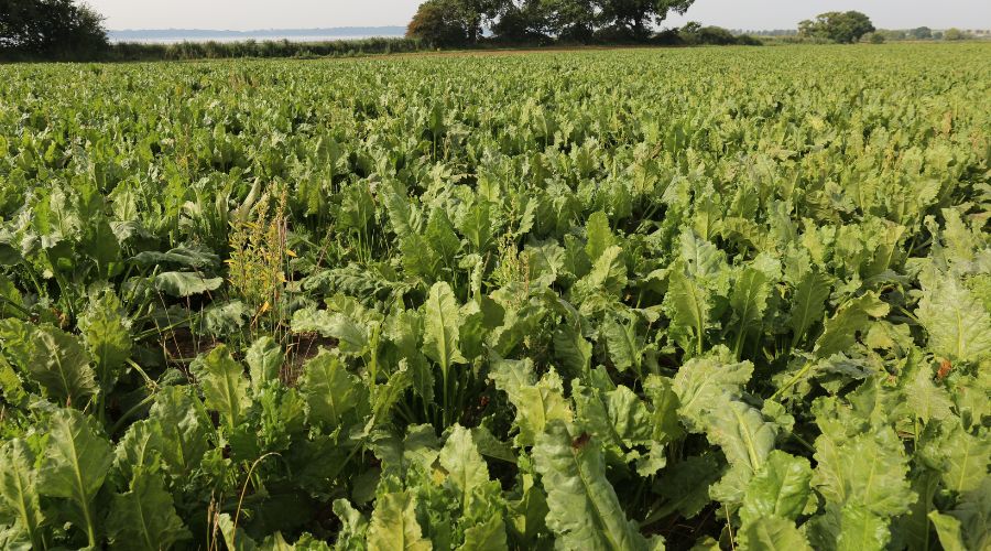 Sugar beet in field about to be harvested