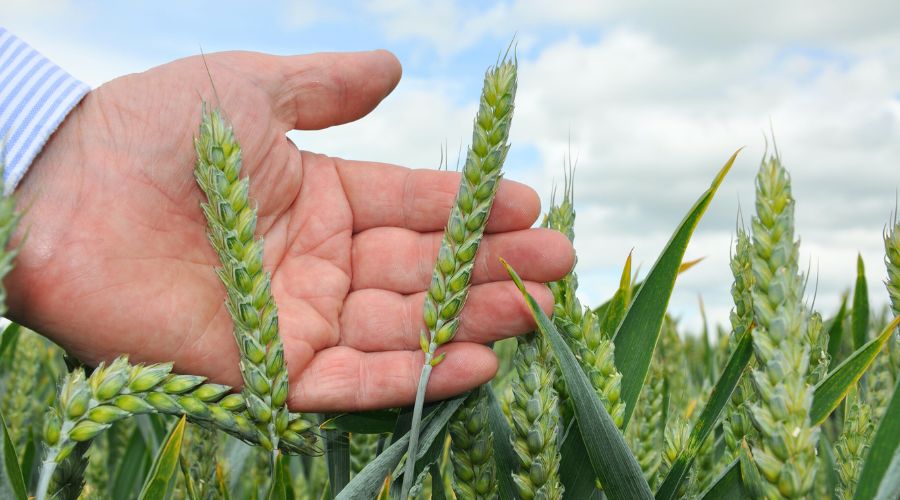 Volac silage specialist Peter Smith advises when is best to harvest wholecrop cereal according to farm needs.