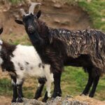 A wild herd of Cheviot goats from Northumberland, connected with ancient domesticated goats, was added to a watch list of rare breeds.