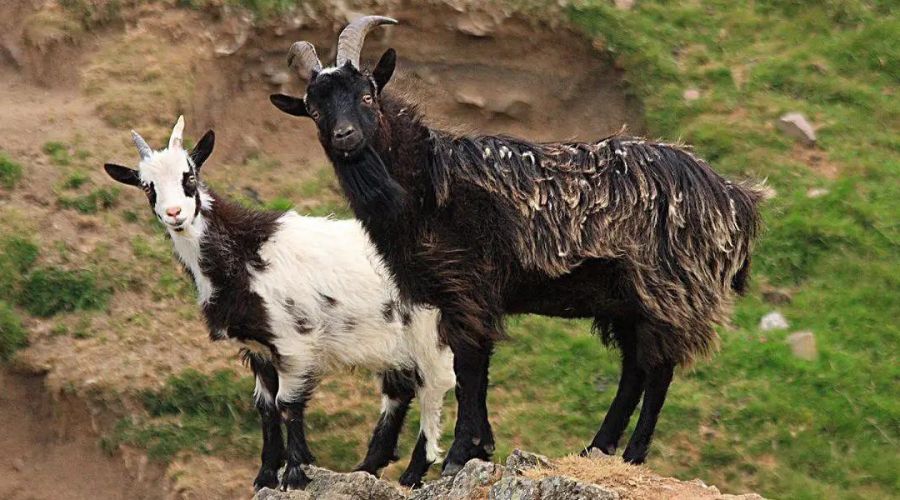 A wild herd of Cheviot goats from Northumberland, connected with ancient domesticated goats, was added to a watch list of rare breeds.