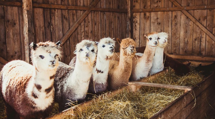 Alpaca owners across England are being asked to partake in a study that aims to find out if modern alpacas are becoming brachycephalic. 