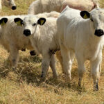 British White Cattle calves