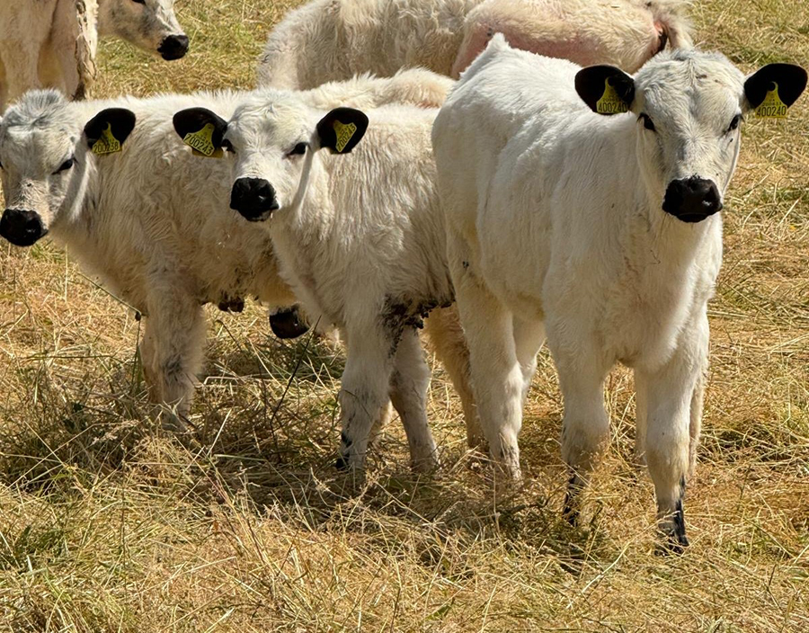 British White Cattle calves