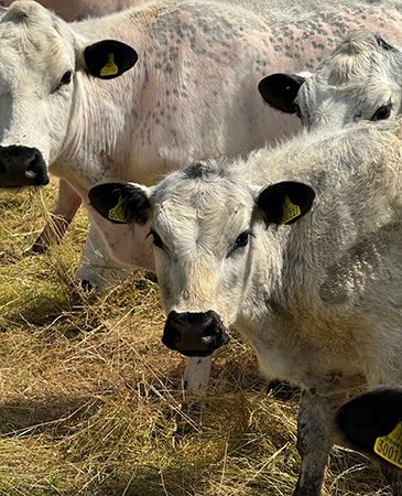 British White Cattle