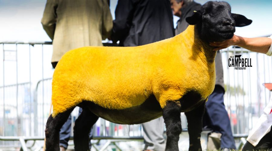 Suffolk sheep at show